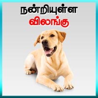 பாடங்கள்