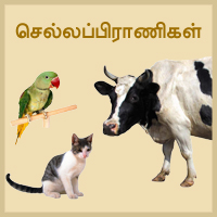பாடங்கள்